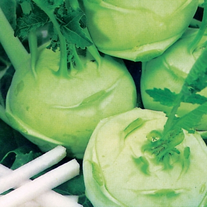 Picture of Kohl Rabi  Green Delicacy