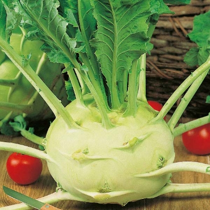 Picture of Kohl Rabi  Superschmelz