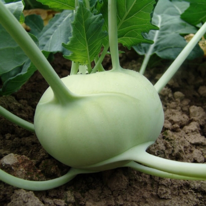 Picture of Kohl Rabi  Korfu F1