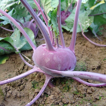 Picture of Kohl Rabi  Ballot F1