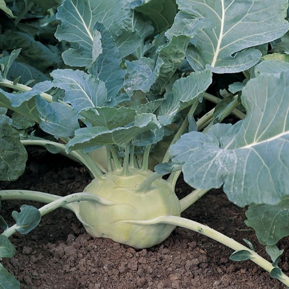 Picture of Kohl Rabi  Kossak F1