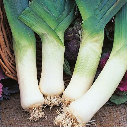 Picture of Leek  Giant Winter  PPP A. Allium porrum B.GB40557 C. lot see pkt D.GB