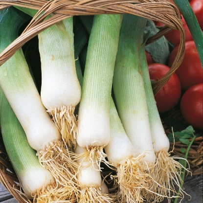 Picture of Leek  Musselburgh - Grower Pack PPP A. Allium porrum B.GB40557 C. lot pkt D.GB