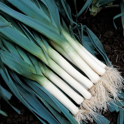 Picture of Leek  Tadorna PPP A. Allium porrum B.GB40557 C. lot see pkt D.GB