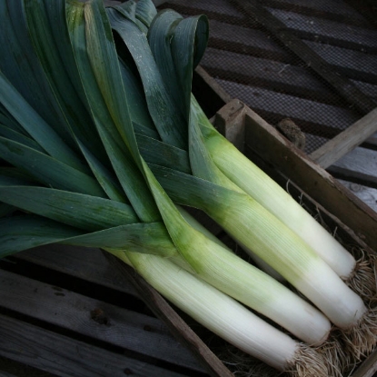 Picture of Leek  Below Zero F1 PPP A. Allium porrum B.GB40557 C. lot see pkt D.GB