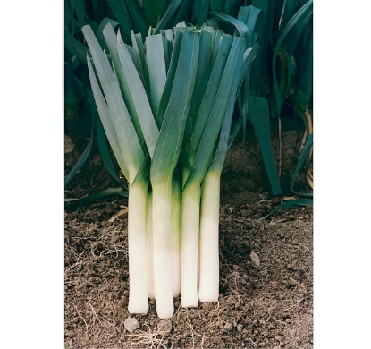 Picture of Leek  Porbella PPP A. Allium porrum B.GB40557 C. lot see pkt D.GB