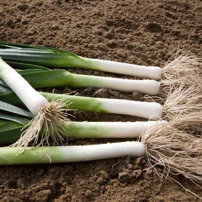 Picture of Leek Batter  F1  PPP A. Allium porrum B.GB40557 C. lot see pkt D.GB