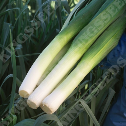 Picture of Leek Autora F1  PPP A. Allium porrum B.GB40557 C. lot see pkt D.GB