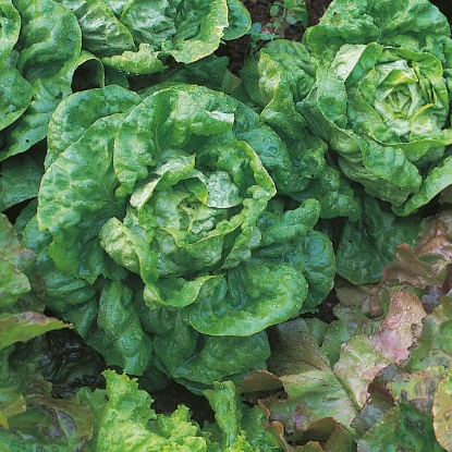 Picture of Lettuce  All The Year Round