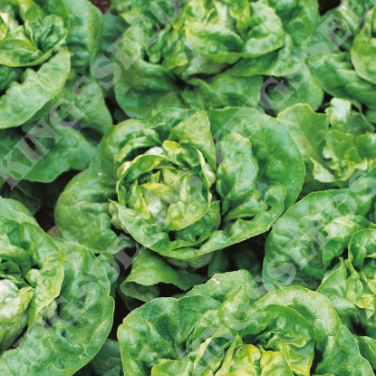 Picture of Lettuce  Buttercrunch