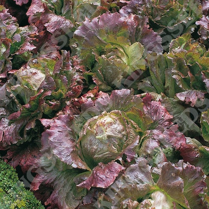 Picture of Lettuce  Marvel of Four Seasons