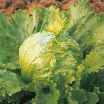 Picture of Lettuce  Great Lakes