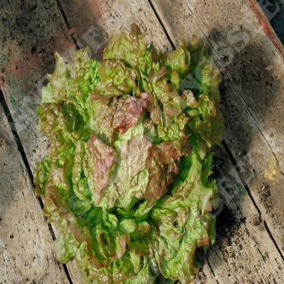 Picture of Lettuce  Iceberg 2