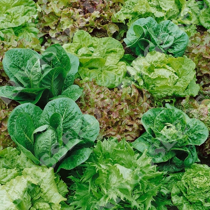 Picture of Lettuce Mixed Leaves