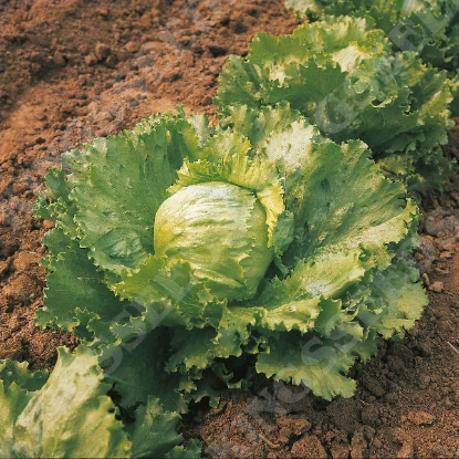 Picture of Lettuce  Saladin