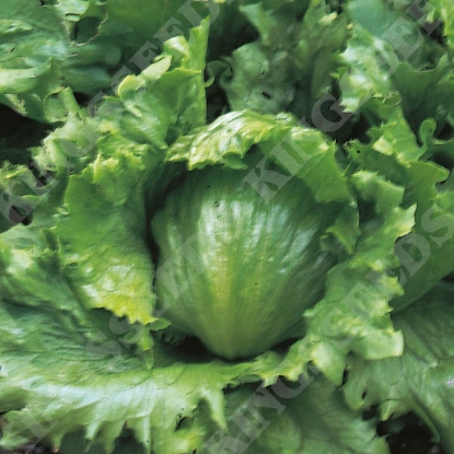 Picture of Lettuce Webbs Wonderful Seeds