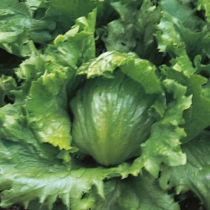 Picture of Lettuce  Webbs Wonderful - Grower Pack