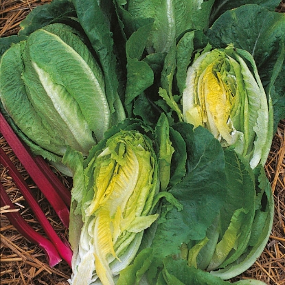 Picture of Lettuce  Little Gem - Grower Pack