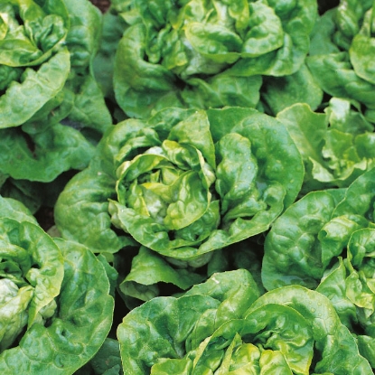 Picture of Lettuce  Arctic King