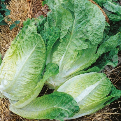 Picture of Lettuce Winter Density (Semi-cos type)