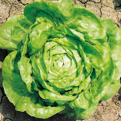 Picture of Lettuce  Winter Imperial