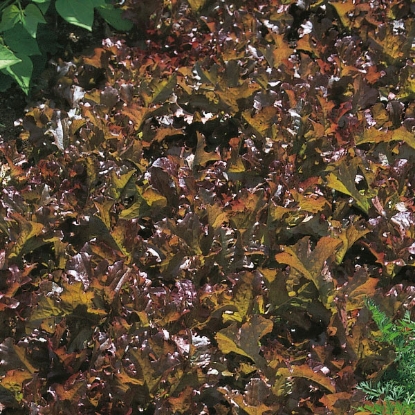 Picture of Lettuce  Red Salad Bowl