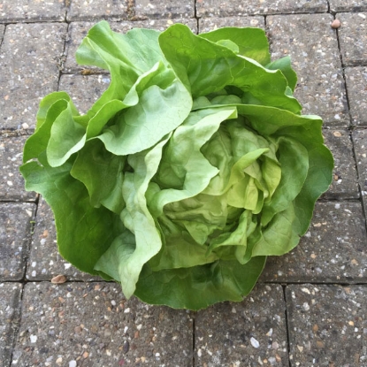 Picture of Lettuce  Analena (Butterhead)