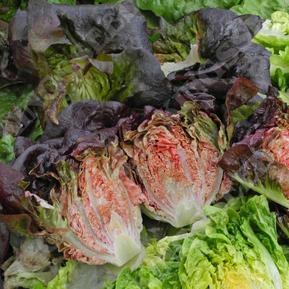 Picture of Lettuce  Intred (Gem)