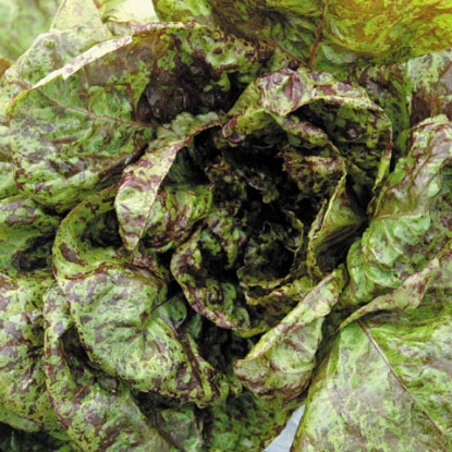 Picture of Lettuce  Freckles