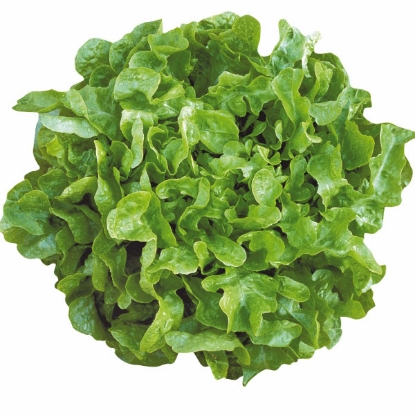 Picture of Lettuce  Oakleaf Smile