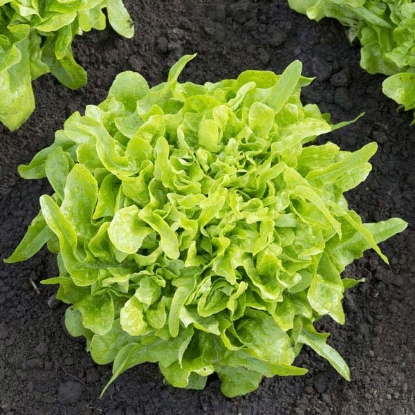 Picture of Lettuce Baby Oakleaf