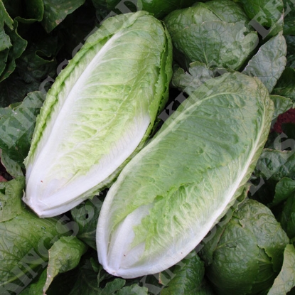 Picture of Lettuce Monterreal