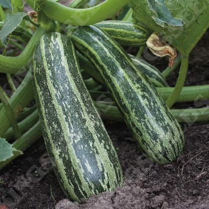 Picture of Marrow  Tiger Cross F1