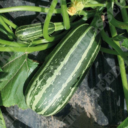 Picture of Marrow  Bush Baby