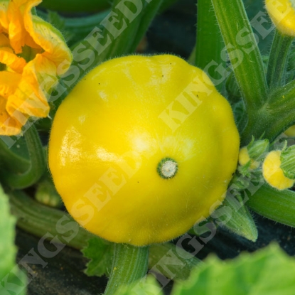 Picture of Squash Patty Pan Twinkle F1