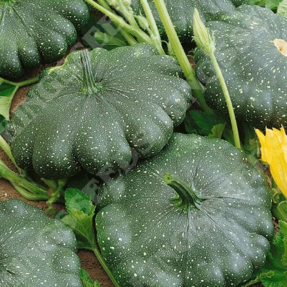 Picture of Patty Pan Greendisc F1