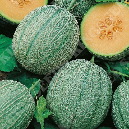 Picture of Melon  Blenheim Orange