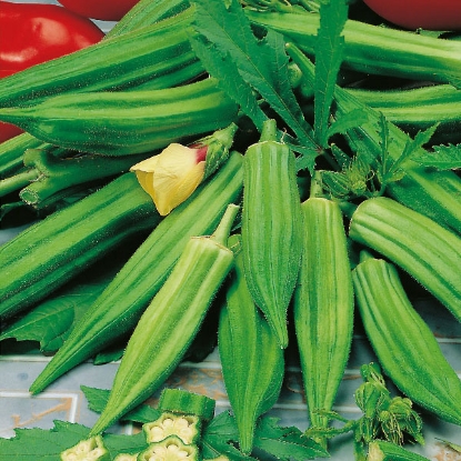 Picture of Okra  Clemsons Spineless