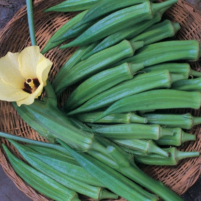 Picture of Okra  Pure Luck F1