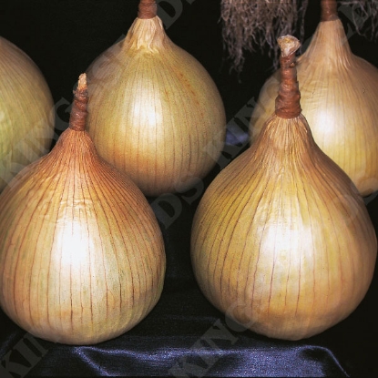 Picture of Onion  Ailsa Craig  PPP A. Allium  B. GB40557 C. lot see pkt  D. GB