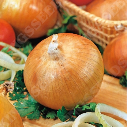 Picture of Onion  Senshyu Yellow PPP A. Allium  B. GB40557 C. lot see pkt  D. GB