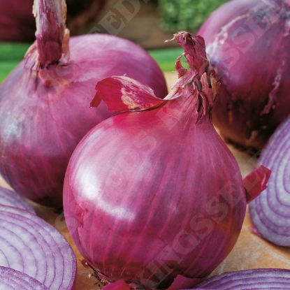 Picture of Onion  Red Brunswick PPP A. Allium B.GB40557 C. lot see pkt D.GB