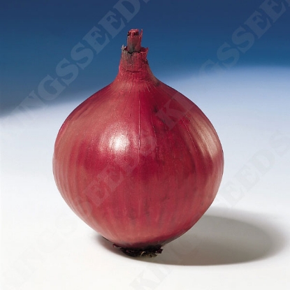 Picture of Onion  Red Baron(RHS AGM) PPP A. Allium B.GB40557 C. lot see pkt D.GB