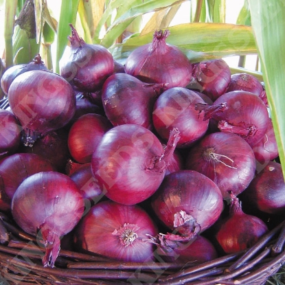 Picture of Onion  North Holland Blood Red PPP A. Allium B.GB40557 C. lot see pkt D.GB