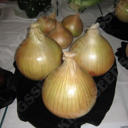 Picture of Onion  Globo PPP A. Allium B.GB40557 C. lot see pkt D.GB