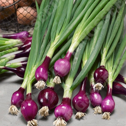 Picture of Onion  Lilia (salad) PPP A. Allium B.GB40557 C. lot see pkt D.GB