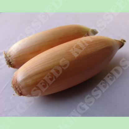 Picture of Onion  Tosca PPP A. Allium B.GB40557 C. lot see pkt D.GB