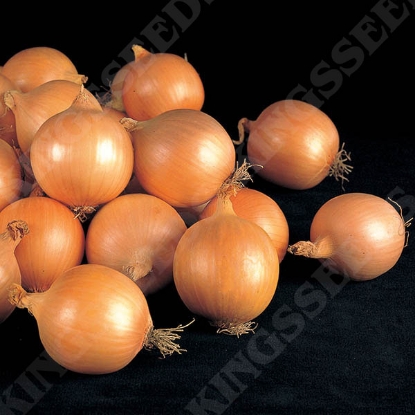 Picture of Onion  Fasto F1 PPP A. Allium B.GB40557 C. lot see pkt D.GB