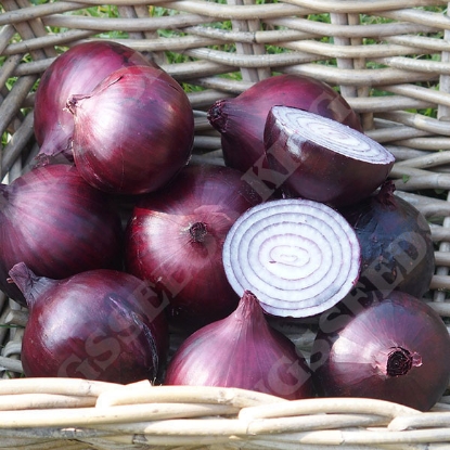 Picture of Onion  Magnate F1 PPP A. Allium B.GB40557 C. lot see pkt D.GB