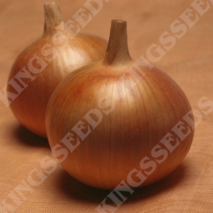 Picture of Onion Bonus F1